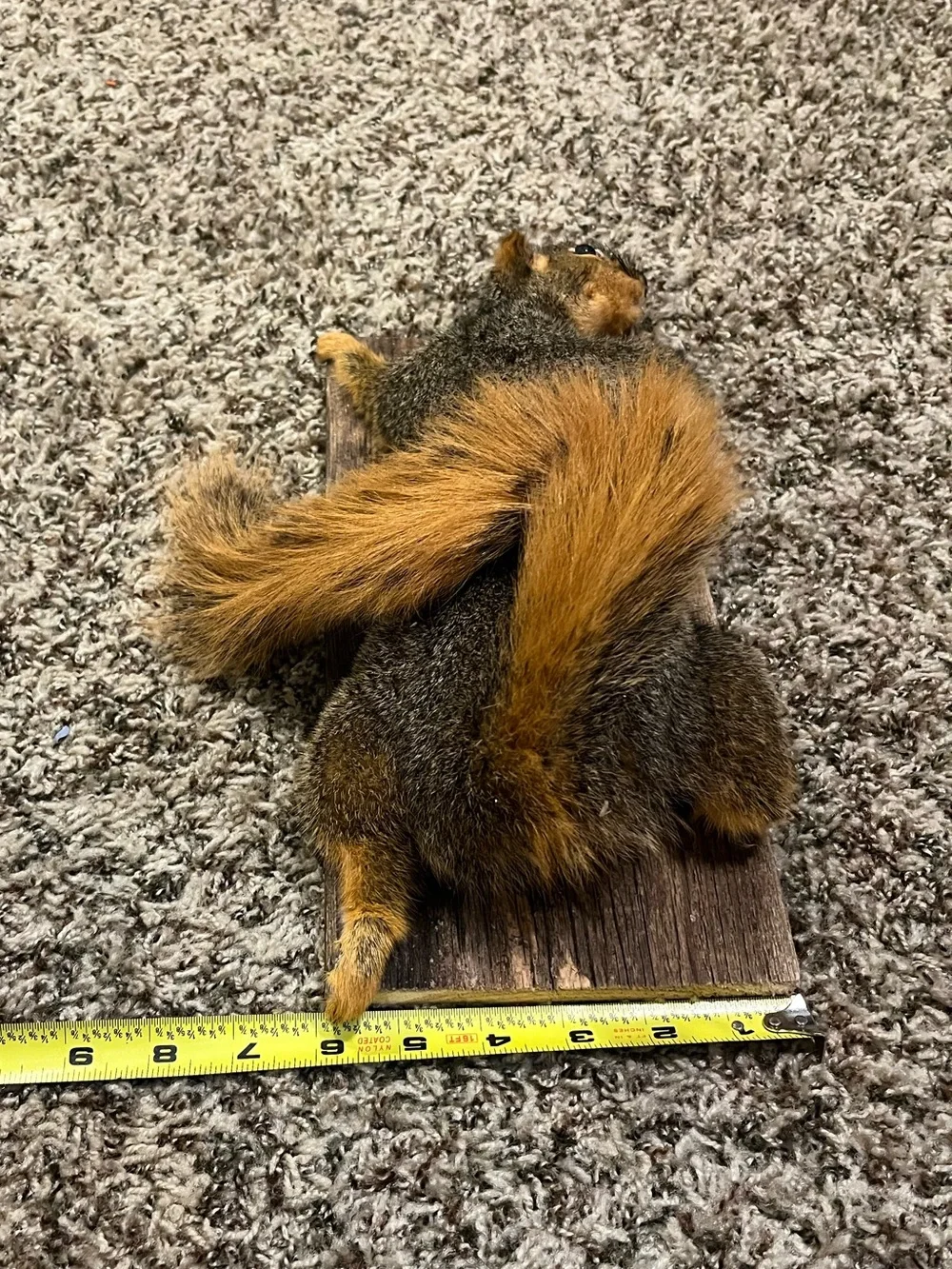 Rustic Gray and Orange Squirrel Wall Accent - Unbranded